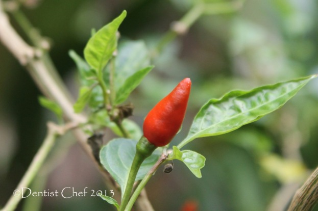 chili pepper leaf leaves with fruit