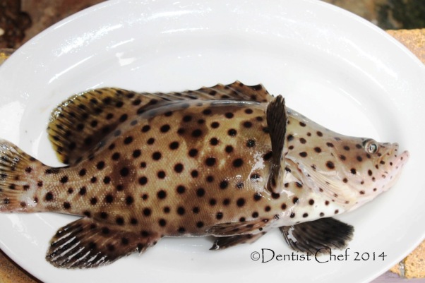 mouse grouper fish humpback grouper spotted fish recipe steamed