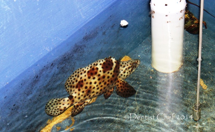 live mouse grouper ikan kerapu tikus kerapu bebek hidup
